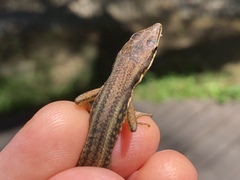 Takydromus viridipunctatus