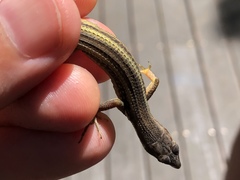 Takydromus viridipunctatus