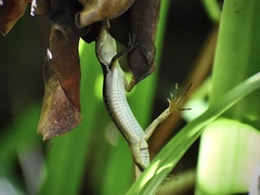 Takydromus viridipunctatus