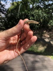 Takydromus viridipunctatus
