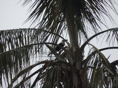 Andigena nigrirostris