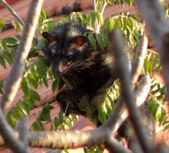 Paradoxurus hermaphroditus