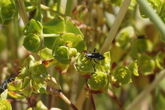 Capsodes sulcatus