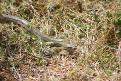Python natalensis
