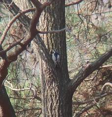 Yungipicus canicapillus