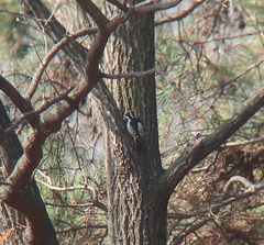 Yungipicus canicapillus