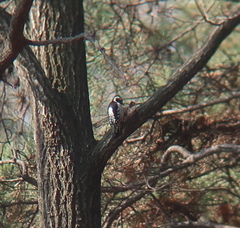 Yungipicus canicapillus