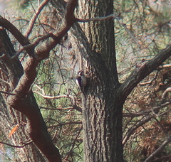 Yungipicus canicapillus