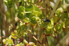 Capsodes sulcatus