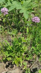 Valeriana alternifolia