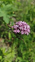 Valeriana alternifolia