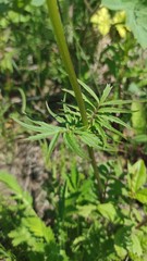 Valeriana alternifolia
