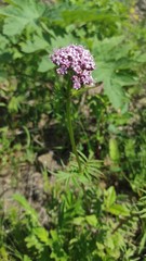 Valeriana alternifolia