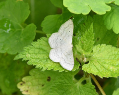 Scopula incanata