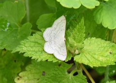 Scopula incanata