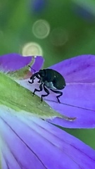Zacladus geranii