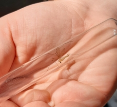 Limonia phragmitidis