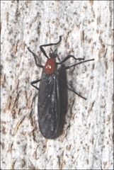 Plecia dimidiata