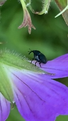 Zacladus geranii