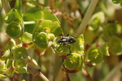 Capsodes sulcatus