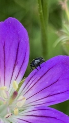 Zacladus geranii