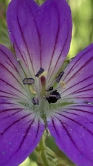 Zacladus geranii