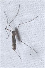 Paralimnophila