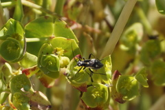 Capsodes sulcatus