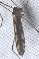 Paralimnophila