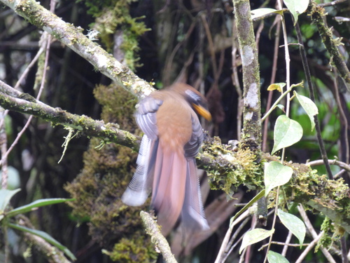 Trogon personatus
