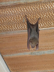 Hipposideros lankadiva