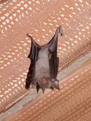 Hipposideros lankadiva