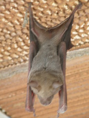 Hipposideros lankadiva