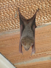 Hipposideros lankadiva