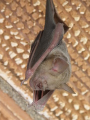Hipposideros lankadiva