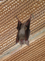 Hipposideros lankadiva