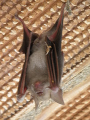 Hipposideros lankadiva