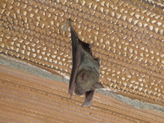 Hipposideros lankadiva