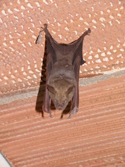 Hipposideros lankadiva
