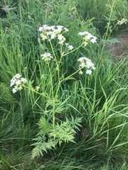 Anthriscus sylvestris