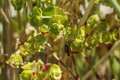 Capsodes sulcatus