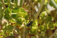 Capsodes sulcatus