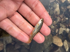 Pseudobarbus afer