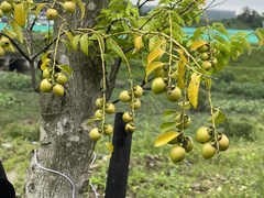Diospyros kotoensis
