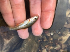 Pseudobarbus afer