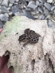 Pachydactylus maculatus