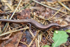 Panaspis maculicollis