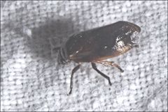 Cercopicesa tasmaniae