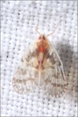 Saccharodite chrysonoe