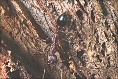 Myrmecia forficata
